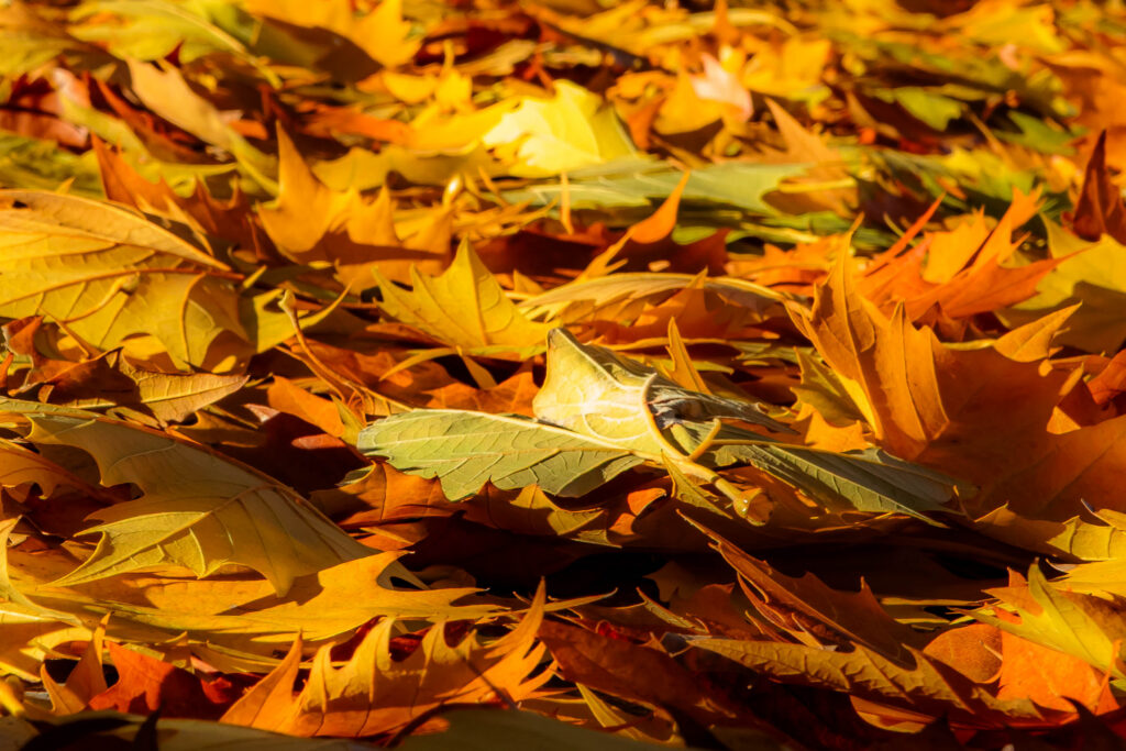 Otoño